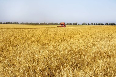 Odessa, Ukrayna - 14 Temmuz: Buğday saman toz havada temiz Modern biçerdöverler ve traktörler. Hasat zamanı Ukrayna 14 Temmuz 2011