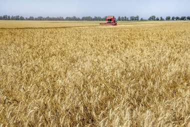 Odessa, Ukrayna - 14 Temmuz: Buğday saman toz havada temiz Modern biçerdöverler ve traktörler. Hasat zamanı Ukrayna 14 Temmuz 2011