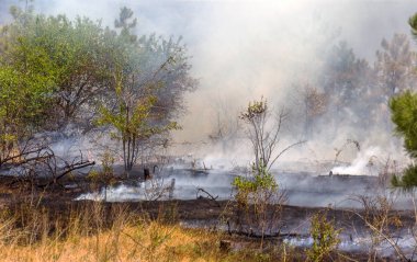 Orman yangınları ve Rüzgar kuru tamamen orman ve bozkır şiddetli bir kuraklık sırasında Güney Ukrayna yok. Doğa ve bölgenin ekonomisine düzenli hasar felaket getiriyor. 