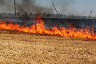 Tamamen orman ve bozkır yangınları ve rüzgar kuru alanlar ve bozkırlarında şiddetli bir kuraklık sırasında yok. Felaket düzenli hasar doğa ve bölge ekonomisi için getiriyor. Işık alan whea hasat ile