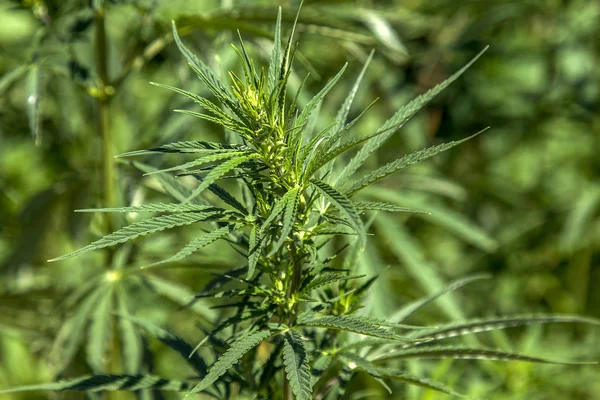 Nahaufnahme Grüner Cannabis Zweige — Stockfoto