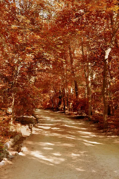 Heller Fußweg Einem Park Herbst Herbstpark Einem Hellen Tag Srlnetschny — Stockfoto