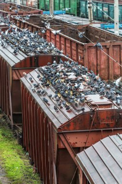 Odessa, Ukrayna - 12 Ekim 2016: Şube istasyondaki bir yük treni. Demiryolu taşımacılığı. Yük. Demiryolu Silo tahıl ve Mısır ile. Bir sürü aç güvercinlerin silo tahıl kapaklı