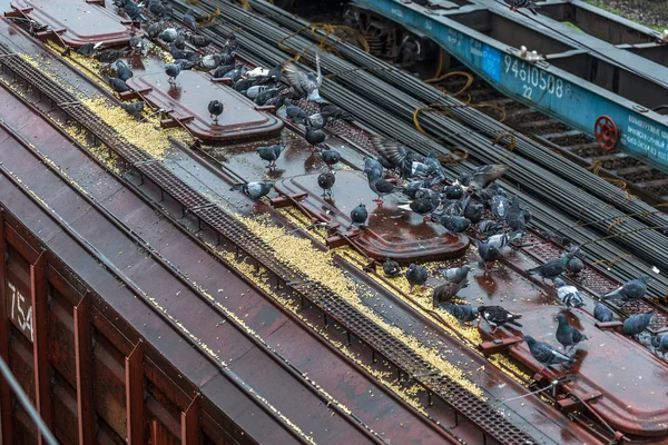 Odessa Oekraïne Oktober 2016 Een Goederentrein Het Station Van Branche — Stockfoto