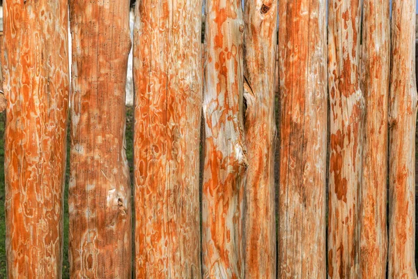 Wooden Fence Fresh Pine Spruce Logs Wall Doors Made Wood — Stock Photo, Image