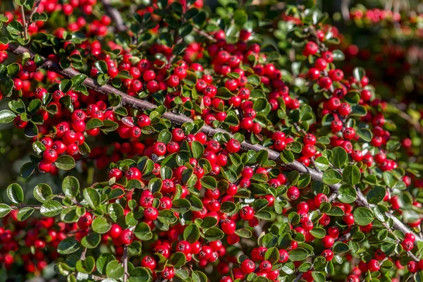 Süs Çalılar Ile Lots Dallar Üzerinde Kırmızı Meyveler — Stok fotoğraf