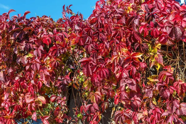 Folhas Vermelhas Uvas Decorativas Uma Parede — Fotografia de Stock