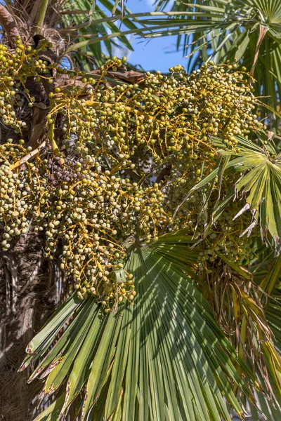Date Palm - loaded with dates. Bunches of palm fruits under the large leaves in the sun