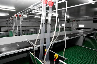 Modern sanayi çiftliği damızlık domuzlar için modern teknolojik Hall otomatik.