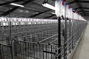 Modern sanayi çiftliği damızlık domuzlar için modern teknoloji Oda döllenme (fertilizasyon), yapay otomatik.