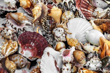 Güzel renkli egzotik deniz ve okyanus lavabolar, taş parlak yaratıcı moda doğal Güney arka plan olarak