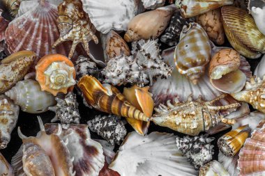 Güzel renkli egzotik deniz ve okyanus lavabolar, taş parlak yaratıcı moda doğal Güney arka plan olarak