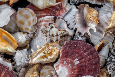 Güzel renkli egzotik deniz ve okyanus lavabolar, taş parlak yaratıcı moda doğal Güney arka plan olarak