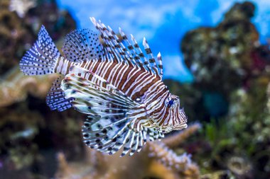 Sualtı dünyasını. Parlak egzotik tropik mercan Balık Akvaryum mercan ve yosun su bitkileri ile Kızıldeniz yapay ortamda