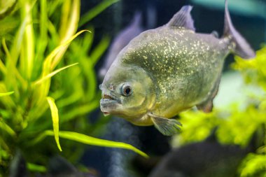 Sualtı dünyasını. Parlak egzotik tropik mercan Balık Akvaryum mercan ve yosun su bitkileri ile Kızıldeniz yapay ortamda