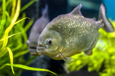 Sualtı dünyasını. Parlak egzotik tropik mercan Balık Akvaryum mercan ve yosun su bitkileri ile Kızıldeniz yapay ortamda