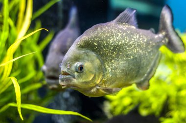 Sualtı dünyasını. Parlak egzotik tropik mercan Balık Akvaryum mercan ve yosun su bitkileri ile Kızıldeniz yapay ortamda