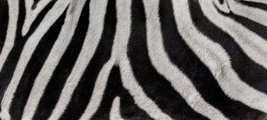 arka plan zebra. Yaratıcı tasarım için arka plan olarak siyah ve beyaz soyut kaotik çizgili zebra detayını. Soyut zebra çizgili desenli vücut parçası