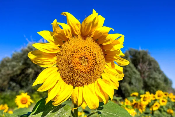 Beautiful flower of a sunflower on industrial agriculture farmer field for the production of liquid vegetable oil . Bees gather pollen flower