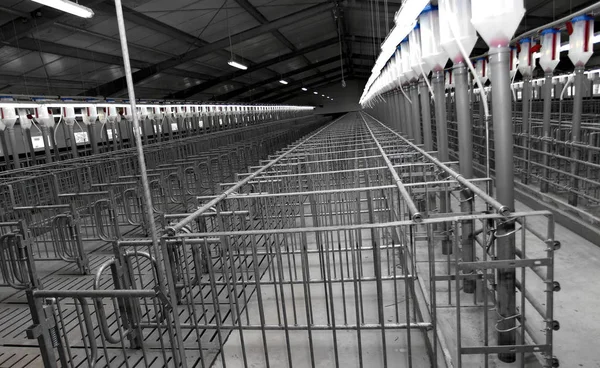 现代工业农场为养猪 现代科技自动化室授精 — 图库照片