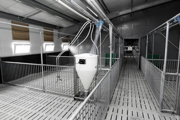 Modern Industrial Farm Breeding Pigs Modern Technological Automated Hall — Stock Photo, Image