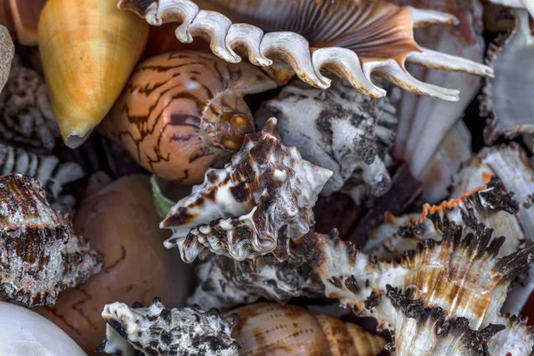 Красиві Барвисті Екзотичні Морські Океанічні Раковини Камінь Яскрава Творча Мода — стокове фото