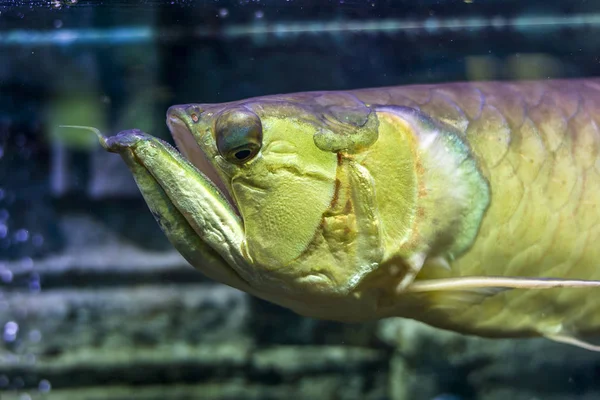 Sualtı Dünyasını Arakony Baş Closeup Bright Egzotik Tropik Mercan Balık — Stok fotoğraf