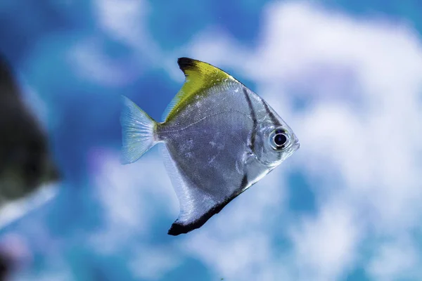 Onderwater Wereld Heldere Exotische Tropische Koraal Vissen Rode Zee Kunstmatige — Stockfoto