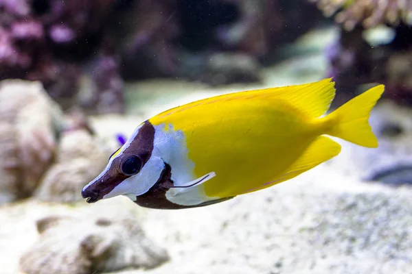 The underwater world. Bright Exotic Tropical coral fish in the Red Sea artificial environment of the aquarium with corals and algae aquatic plants