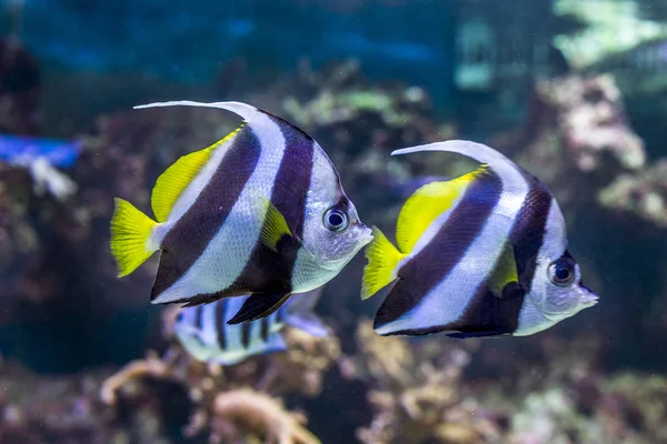 The underwater world. Bright Exotic Tropical coral fish in the Red Sea artificial environment of the aquarium with corals and algae aquatic plants