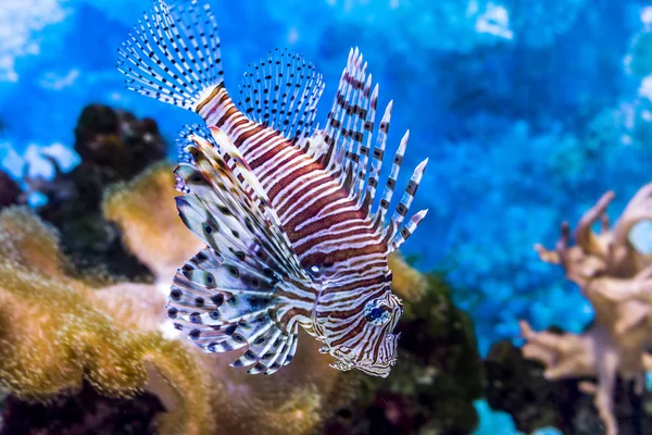水中の世界 明るくエキゾチックな熱帯サンゴ魚のサンゴと藻類水生植物水族館の紅海の人工環境で — ストック写真