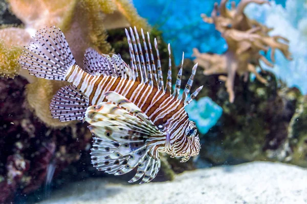 Underwater World Bright Exotic Tropical Coral Fish Red Sea Artificial — Stock Photo, Image