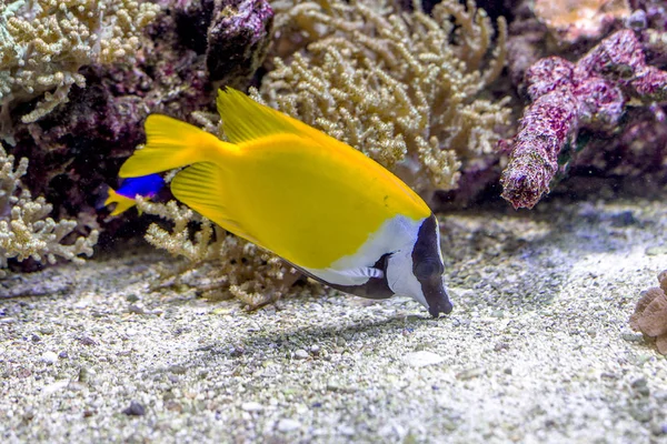 The underwater world. Bright Exotic Tropical coral fish in the Red Sea artificial environment of the aquarium with corals and algae aquatic plants