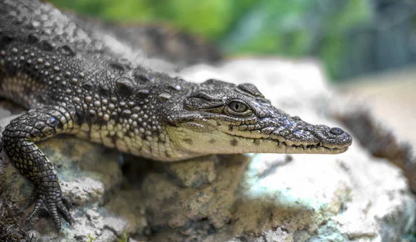 Head Crocodile Eyes Closeup Selective Focus — Stock Photo, Image