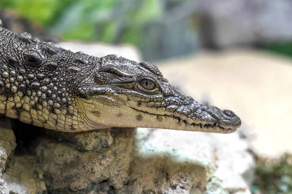Head Crocodile Eyes Closeup Selective Focus — Stock Photo, Image