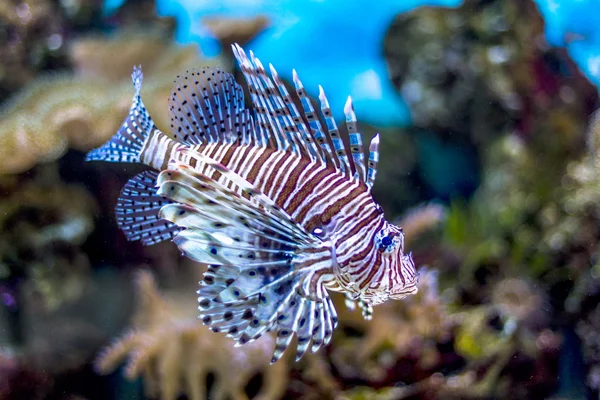 Mondo Sottomarino Brillante Esotici Pesci Corallo Tropicale Nel Mar Rosso — Foto Stock