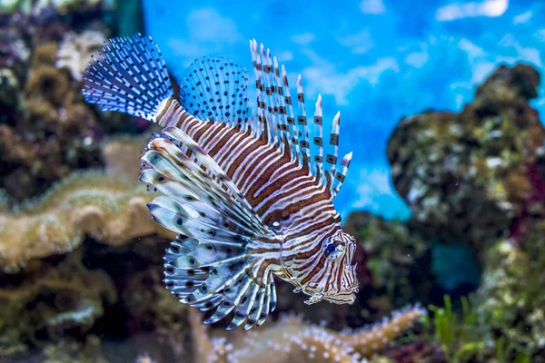 Sualtı dünyasını. Parlak egzotik tropik mercan Balık Akvaryum mercan ve yosun su bitkileri ile Kızıldeniz yapay ortamda