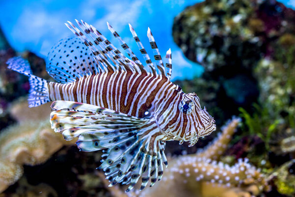 The underwater world. Bright Exotic Tropical coral fish in the Red Sea artificial environment of the aquarium with corals and algae aquatic plants