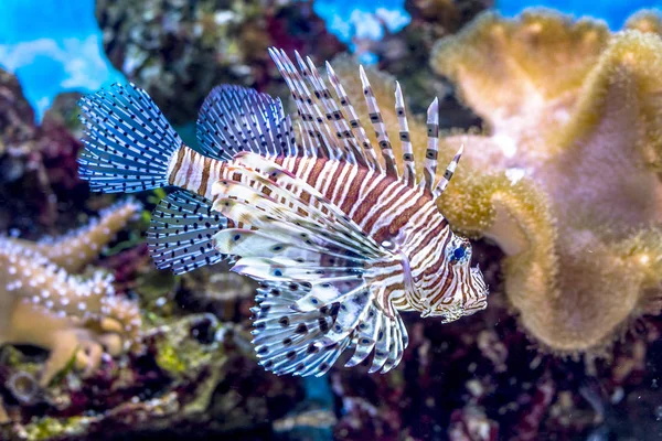 Underwater World Bright Exotic Tropical Coral Fish Red Sea Artificial — Stock Photo, Image