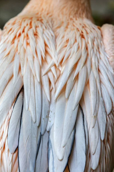 background bird feather. Large feathers of a large pelican as background for design. Selective soft focus
