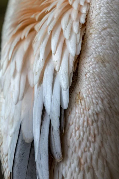 Tle Pióro Ptak Dużych Piór Pelikan Duży Jako Tło Dla — Zdjęcie stockowe