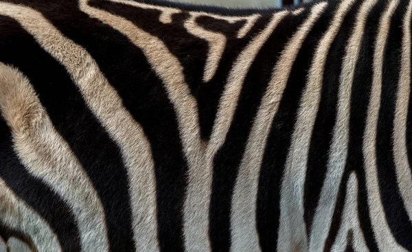 Bakgrunden Zebra Detalj Zebra Med Svarta Och Vita Abstrakt Kaotiska — Stockfoto