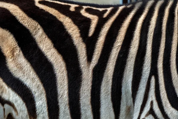 Bakgrunden Zebra Detalj Zebra Med Svarta Och Vita Abstrakt Kaotiska — Stockfoto