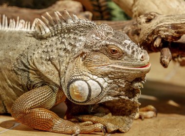 tropikal iguana fantastik yakın çekim portre. Seçici odak, sığ derinlik-in tarla