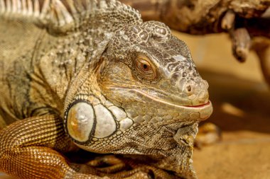 tropikal iguana fantastik yakın çekim portre. Seçici odak, sığ derinlik-in tarla