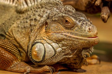 tropikal iguana fantastik yakın çekim portre. Seçici odak, sığ derinlik-in tarla