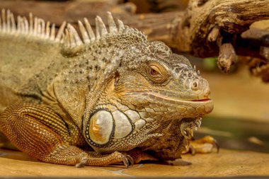 tropikal iguana fantastik yakın çekim portre. Seçici odak, sığ derinlik-in tarla