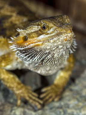 Bir egzotik tropik sürüngenler portresi ejderha sakallı. Seçici odak, sığ derinlik-in tarla.