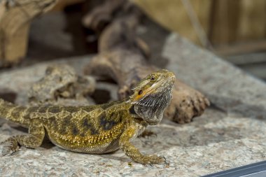Bir egzotik tropik sürüngenler portresi ejderha sakallı. Seçici odak, sığ derinlik-in tarla.