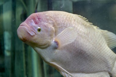 Sualtı dünyasını. Parlak egzotik tropik mercan Balık Akvaryum mercan ve yosun su bitkileri ile Kızıldeniz yapay ortamda